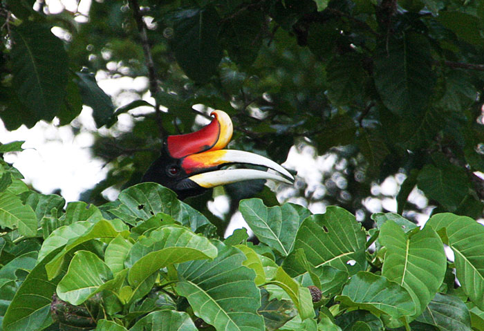 hornbill borneo bukit lawang best place to see orangutans in the wild