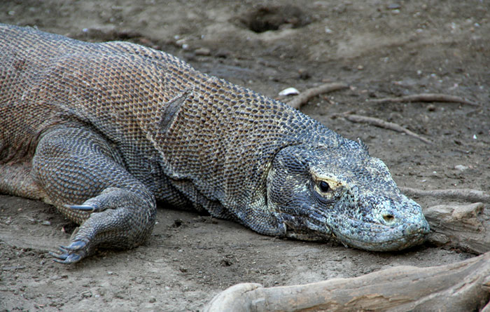 komodo dragon flores backpacking in Indonesia