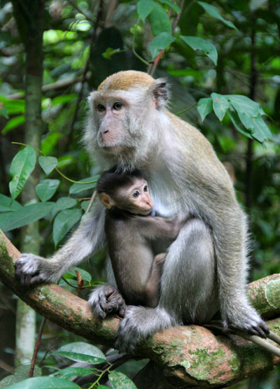 bukit lawang sumatra. mejor sitio para ver orangutanes