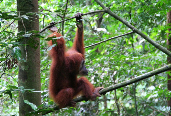 bukit lawang best place to see orangutans in the wild