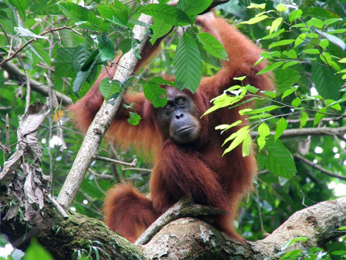 bukit lawang best place to see orangutans in the wild