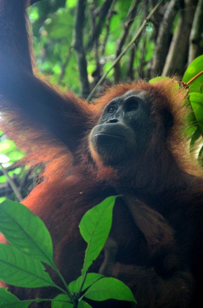 bukit lawang best place to see orangutans in the wild