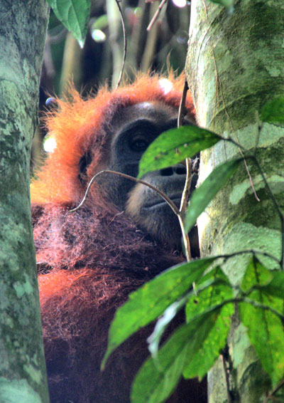 orangutan bukit lawang why you should visit Sumatra