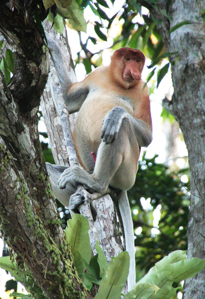 borneo proboscis bukit lawang best place to see orangutans in the wild