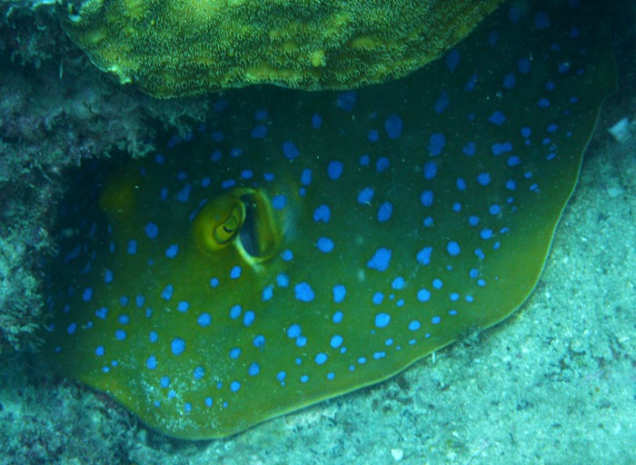 diving komodo labuanbajo cool things to do in flores indonesia