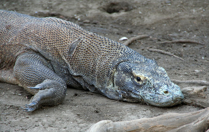 dragon komodo cool things to do in flores indonesia
