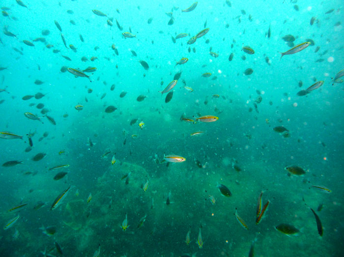 diving komodo labuanbajo cool things to do in flores indonesia