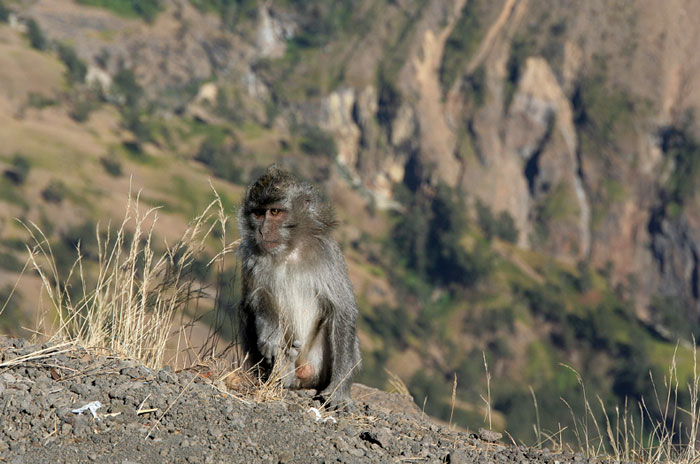 monkies mount rinjani trek lombok indonesia