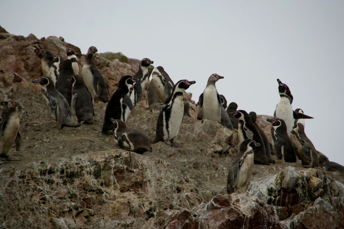 penguins ballestas islands backpacking in Peru. travel guide