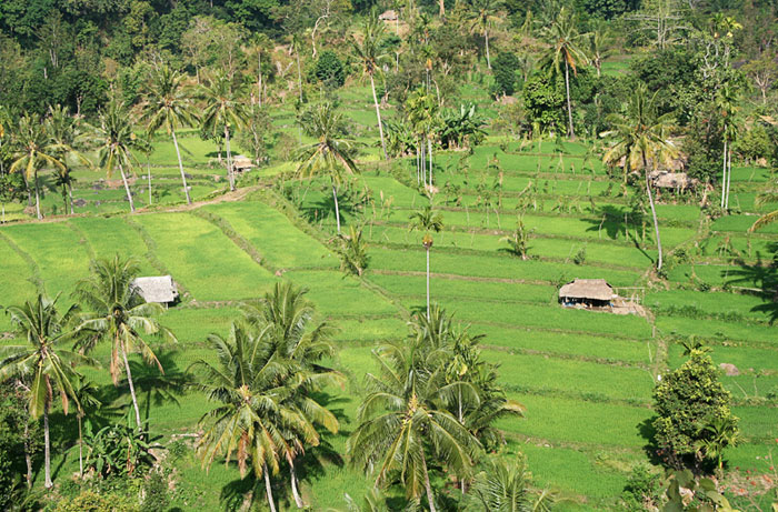 asi rice paddies