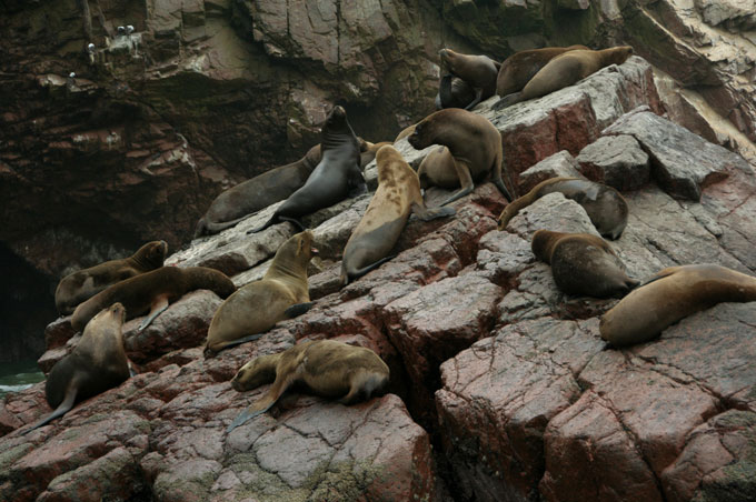 leones marinos islas ballestas mochilero por Perú. Guía de viaje