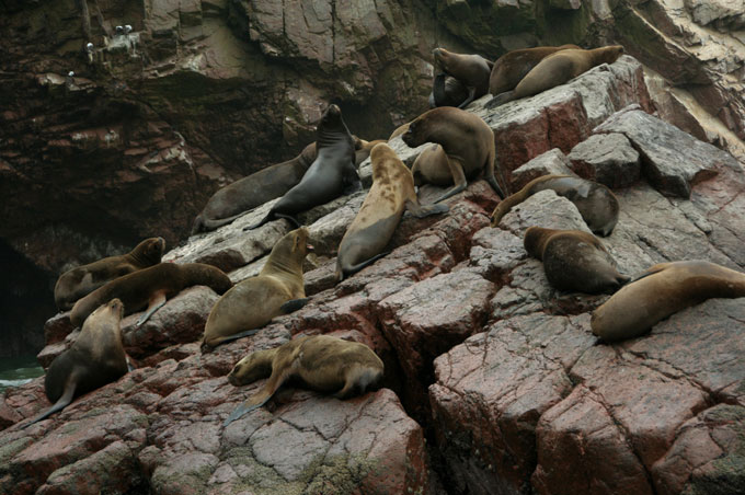 sea lions ballestas islands backpacking in Peru. travel guide