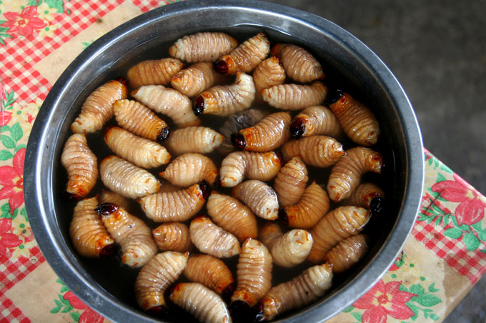 worms iquitos backpacking in Peru. travel guide