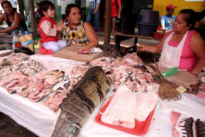 caiman mercado belen Selva Peruana. cómo llegar a Iquitos