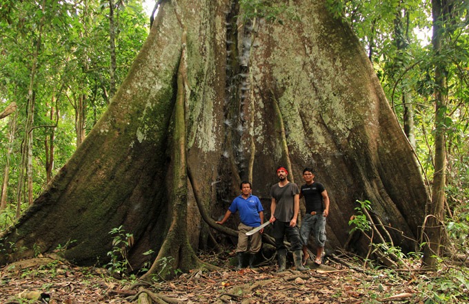 gran árbol Selva Peruana. como llegar a iquitos