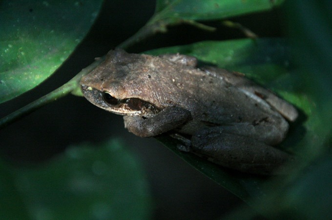 jungle frog Peruvian Amazon. How to get to Iquitos