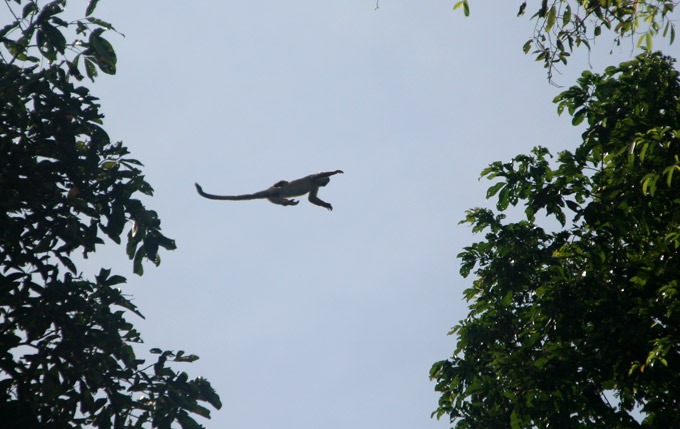 mono saltando amazonas Selva Peruana. como llegar a iquitos