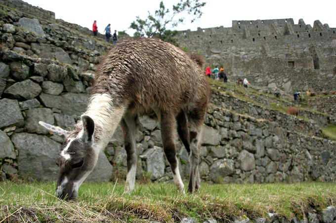 llama how to get to machu picchu on a budget peru ruins