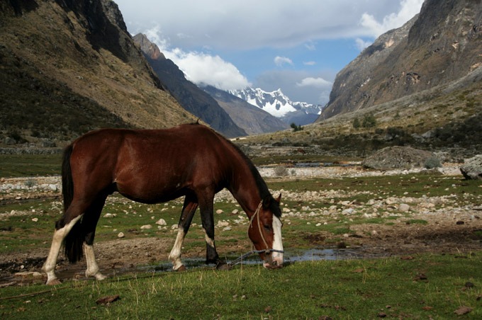 horses huaraz Santa Cruz trek on a budget