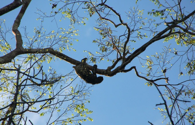 perezoso amazonas Selva Peruana. como llegar a iquitos