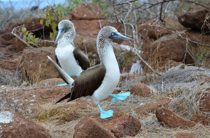 backpacking ecuador galapagos