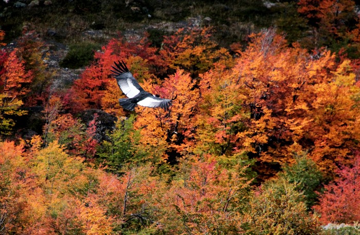 valle Trekking W de las Torres del Paine