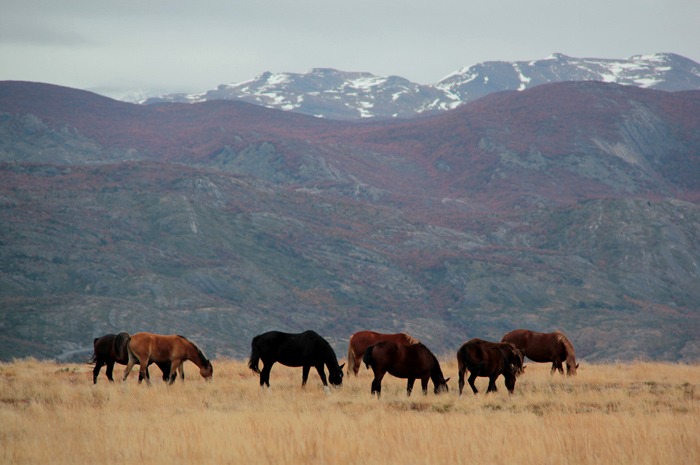 pampa Trekking W de las Torres del Paine