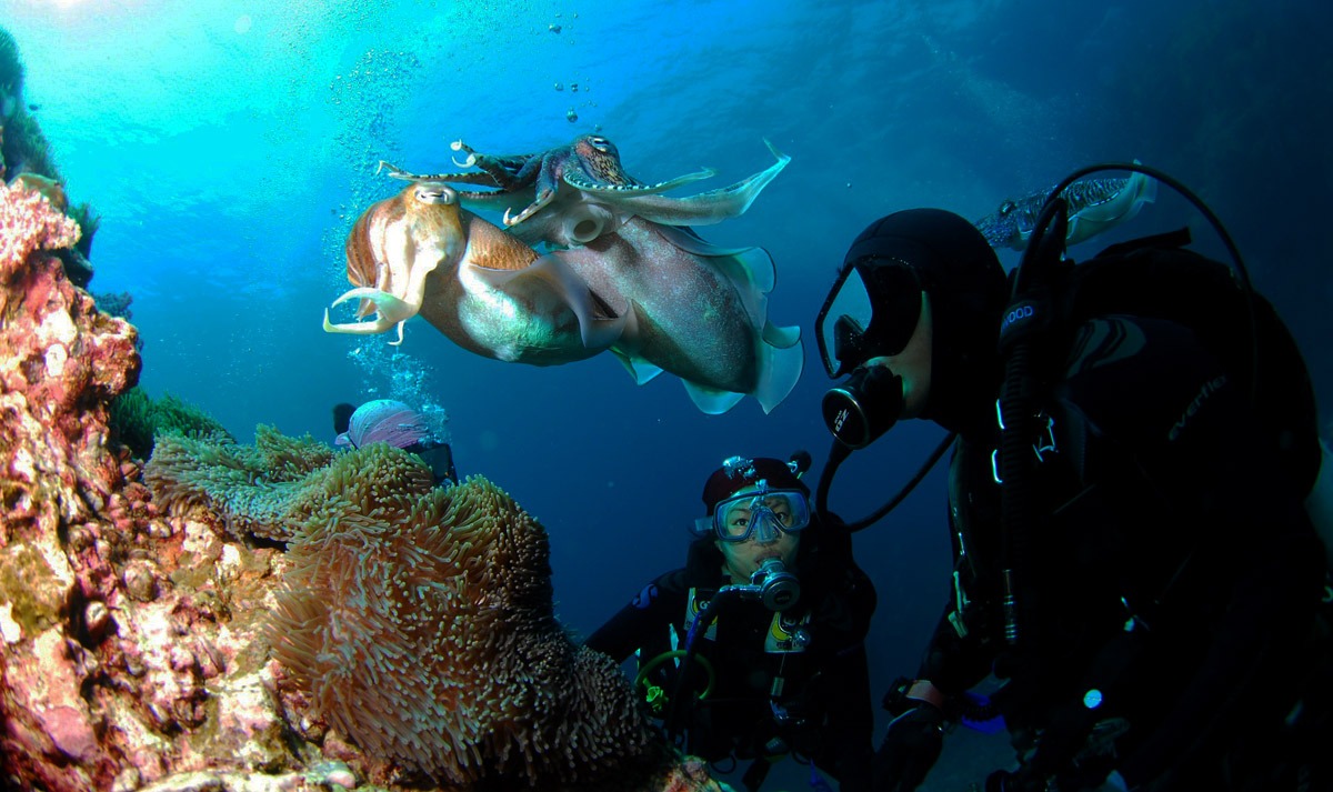 best diving wetsuits