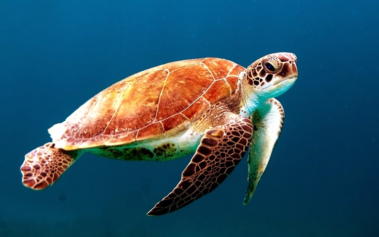best dive lights turtle