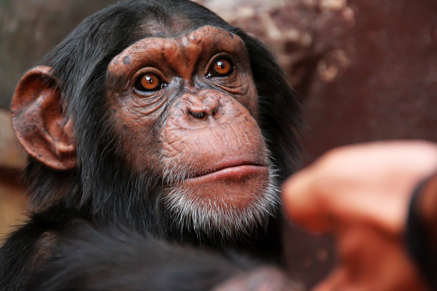 chimpanzee africa