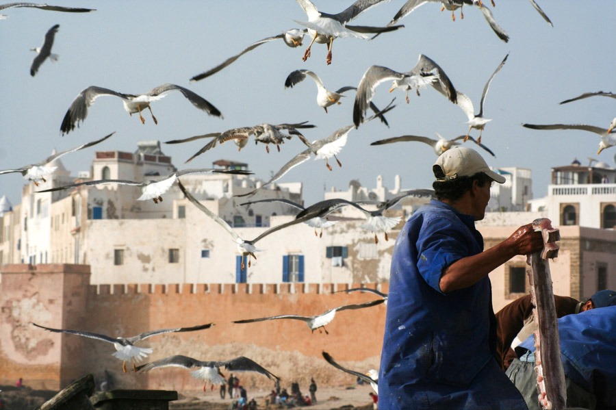 fisherman essaouira overland in west africa